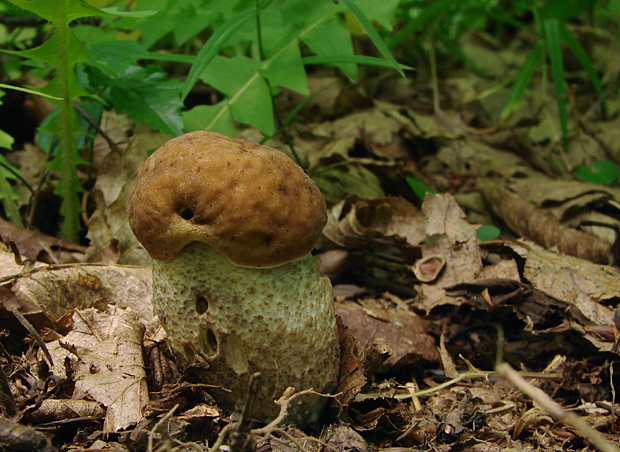 kozák hrabový Leccinum pseudoscabrum (Kallenb.) Šutara