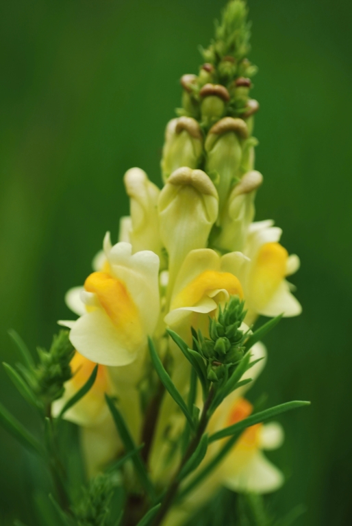 pyštek obyčajný Linaria vulgaris Mill.