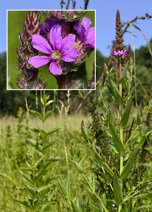 vrbica vŕbolistá Lythrum salicaria L.