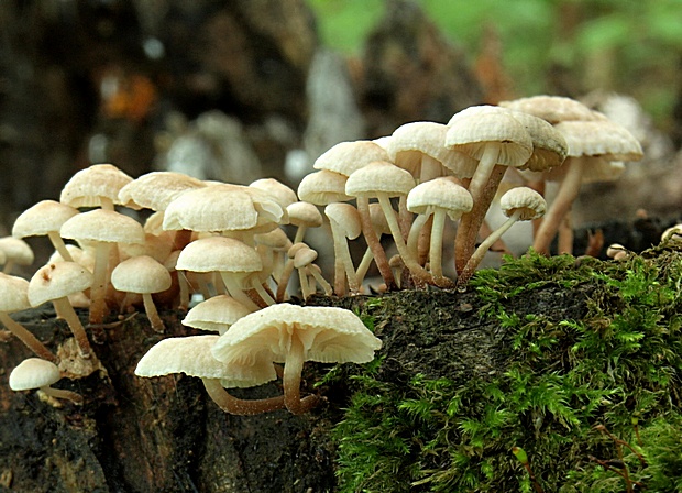 tancuľka konáriková Marasmiellus ramealis (Bull.) Singer