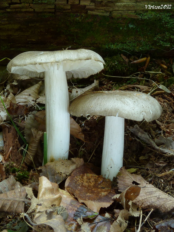 povraznica širokolupeňová Megacollybia platyphylla (Pers.) Kotl. & Pouzar