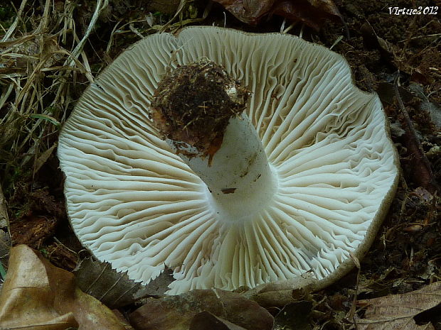 povraznica širokolupeňová Megacollybia platyphylla (Pers.) Kotl. & Pouzar