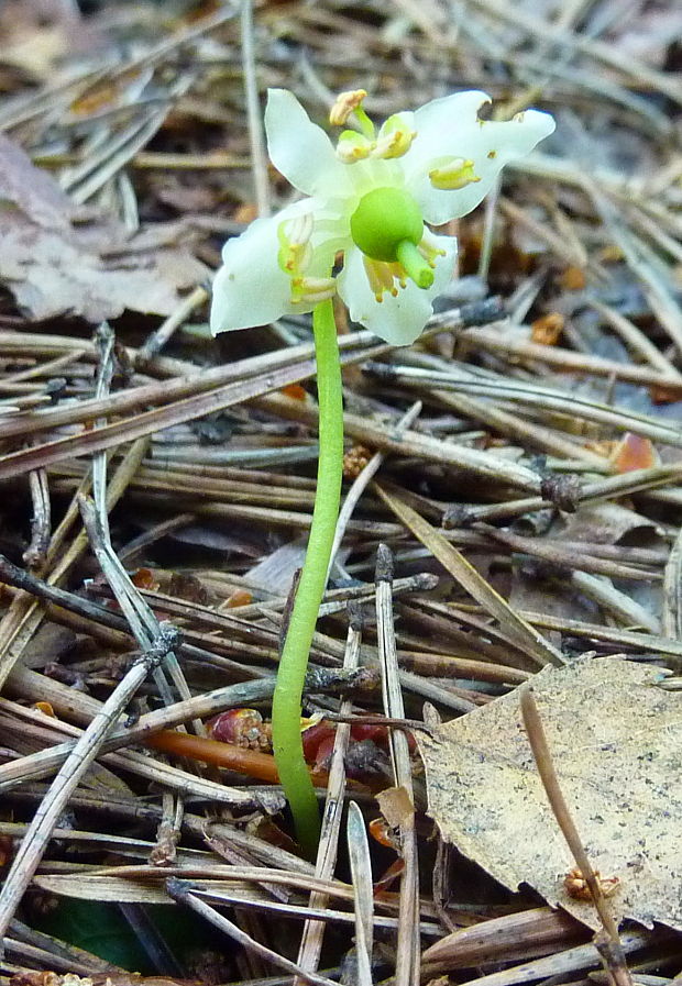 jednokvietok veľkokvetý Moneses uniflora (L.) A. Gray