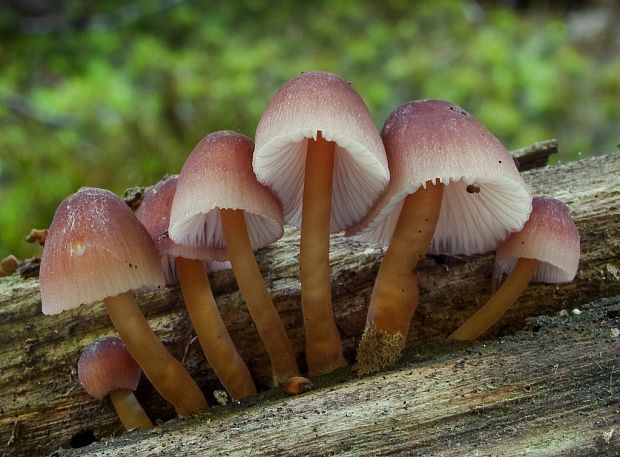 prilbička žltohlúbiková Mycena renati Quél.