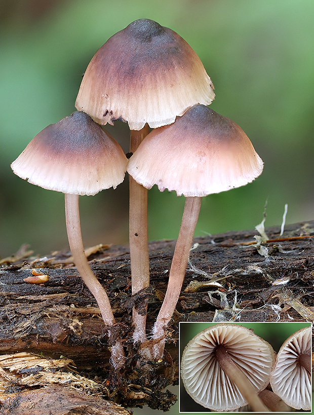 prilbička Mycena sp.