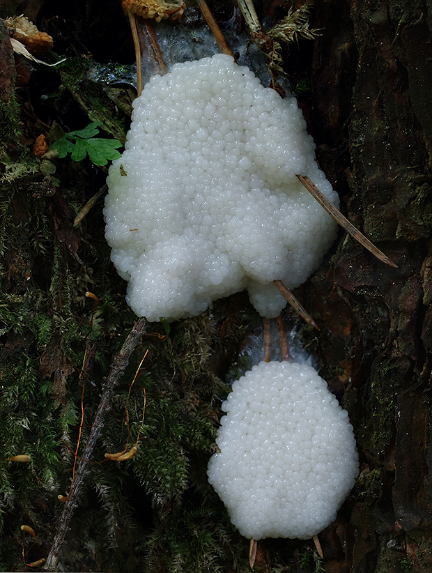 slizovka Myxomycetes