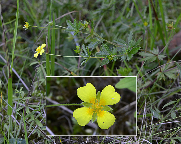 nátržník vzpriamený Potentilla erecta (L.) Raeusch.