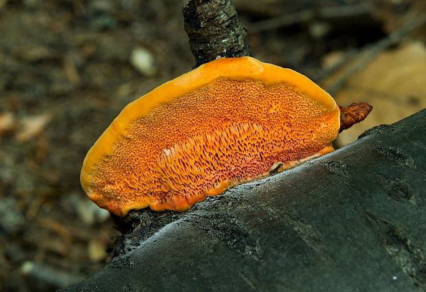 červenica rumelková Pycnoporus cinnabarinus (Jacq.) P. Karst.