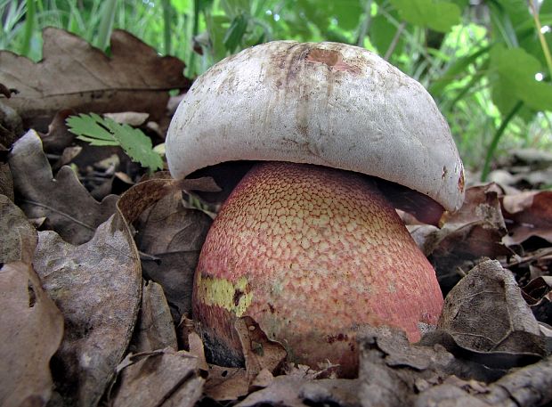 hríb Le Galovej Rubroboletus legaliae (Pilát & Dermek) Della Maggiora & Trassin.