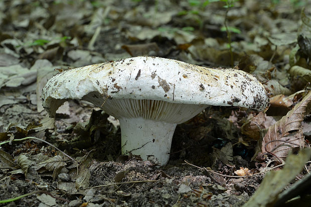 plávka belavá Russula delica Fr.