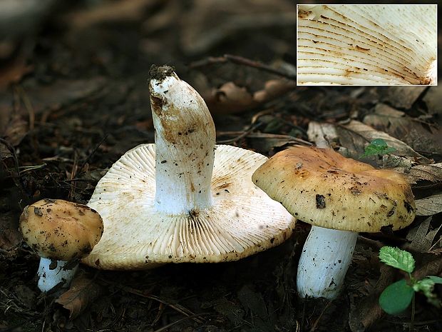 plávka horkomandľová Russula grata Britzelm.