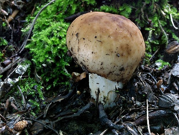 plávka horkomandľová Russula grata Britzelm.