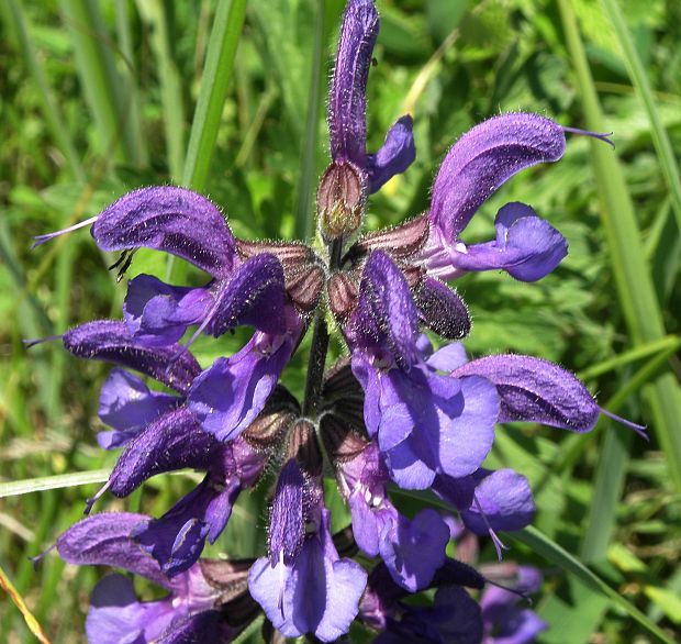 šalvia lúčna Salvia pratensis L.