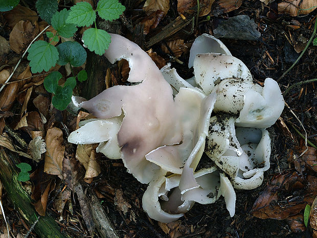 tulipánovka fialová Sarcosphaera coronaria (Jacq.) J. Schröt.