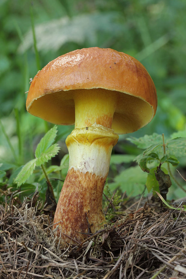 masliak smrekovcový Suillus grevillei (Klotzsch) Singer