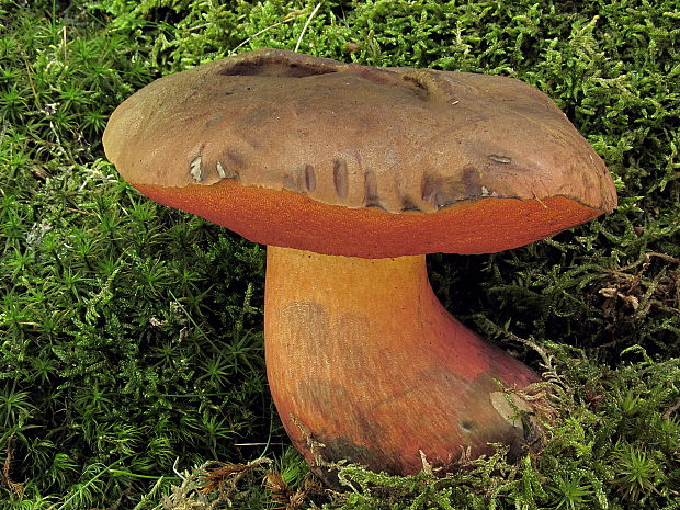 hríb zrnitohlúbikový Sutorius luridiformis (Rostk.) G. Wu & Zhu L. Yang