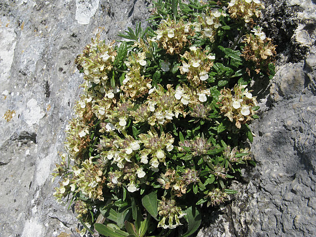 hrdobarka horská Teucrium montanum L.