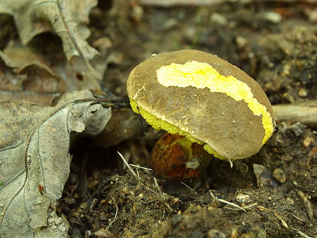 suchohríb žltomäsový Xerocomellus chrysenteron (Bull.) Šutara