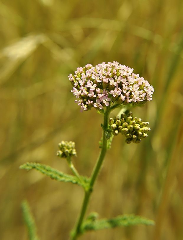 rebríček? Achillea sp.