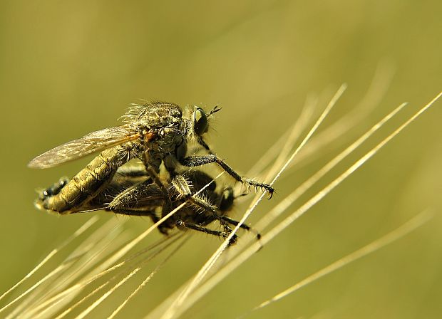 muchárka Asilidae