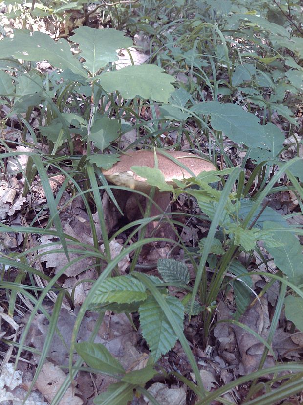 hríb dubový Boletus reticulatus Schaeff.