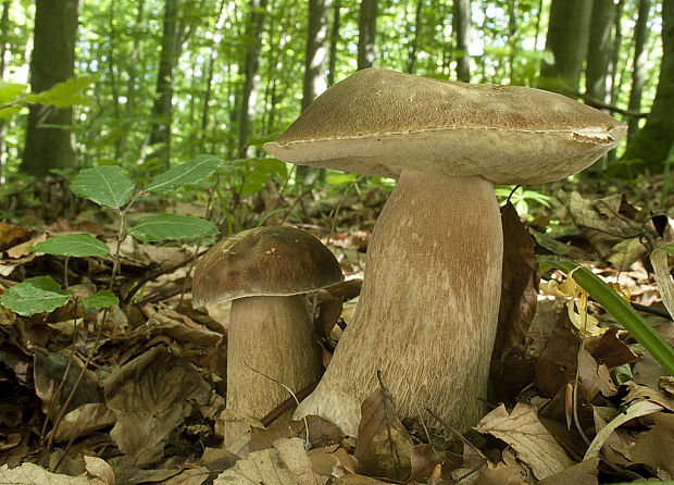 hríb dubový Boletus reticulatus Schaeff.