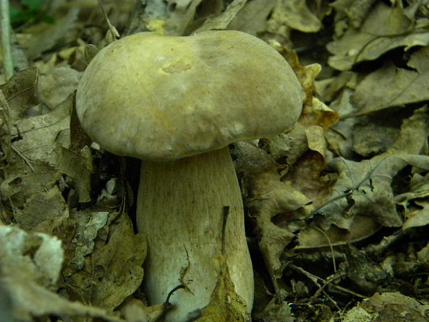 hríb dubový Boletus reticulatus Schaeff.