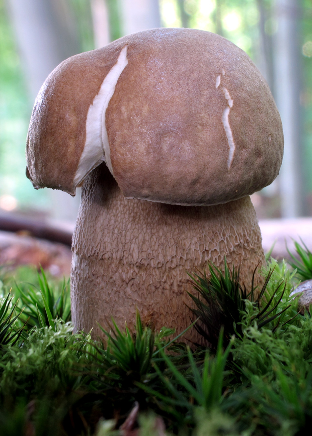 hríb dubový Boletus reticulatus Schaeff.