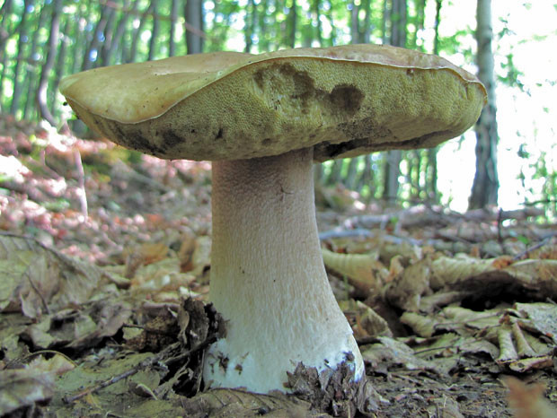 hríb dubový Boletus reticulatus Schaeff.