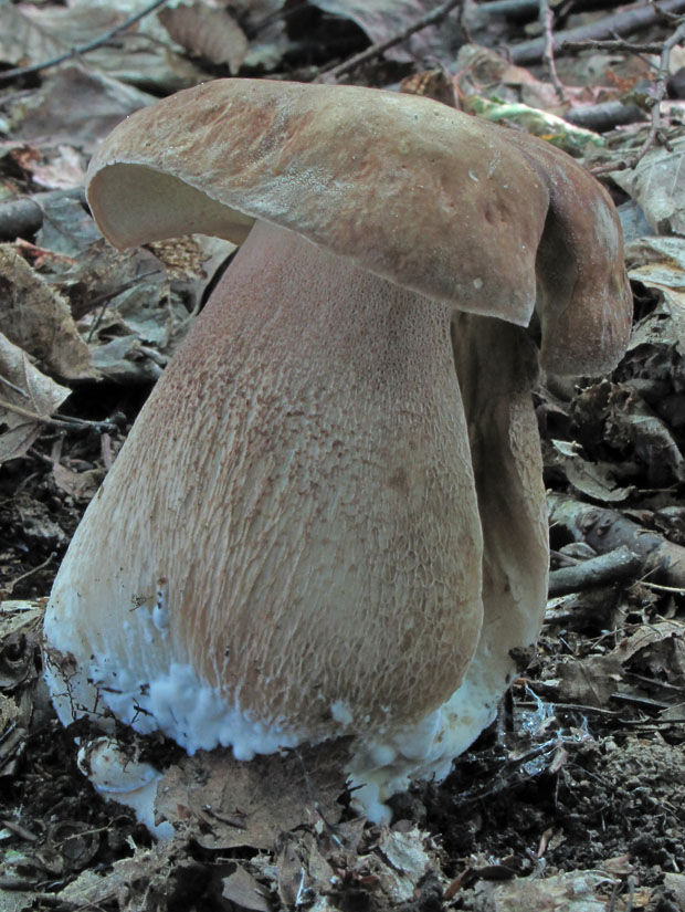 hríb dubový Boletus reticulatus Schaeff.