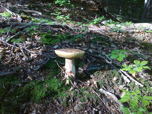 hríb dubový Boletus reticulatus Schaeff.