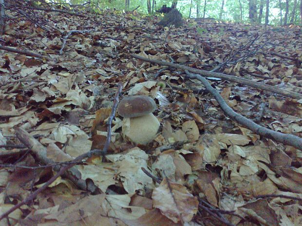 hríb dubový Boletus reticulatus Schaeff.