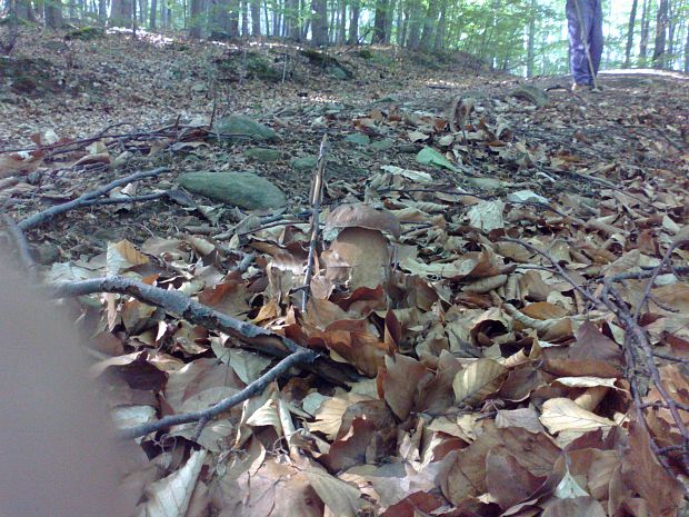 hríb dubový Boletus reticulatus Schaeff.