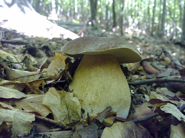 hríb dubový Boletus reticulatus Schaeff.