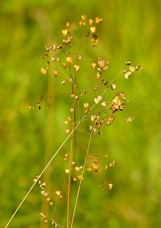 traslica prostredná Briza media L.