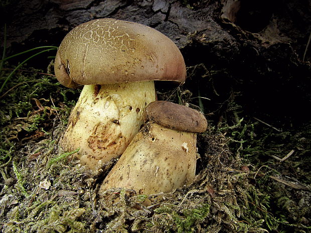 hríb príveskatý Butyriboletus appendiculatus (Schaeff. ex Fr.) Secr.