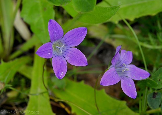 zvonček konáristý Campanula patula L.