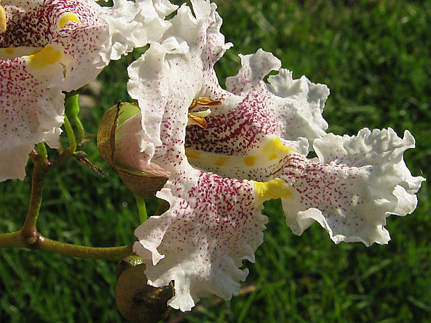 katalpa Catalpa bignonioides × ovata