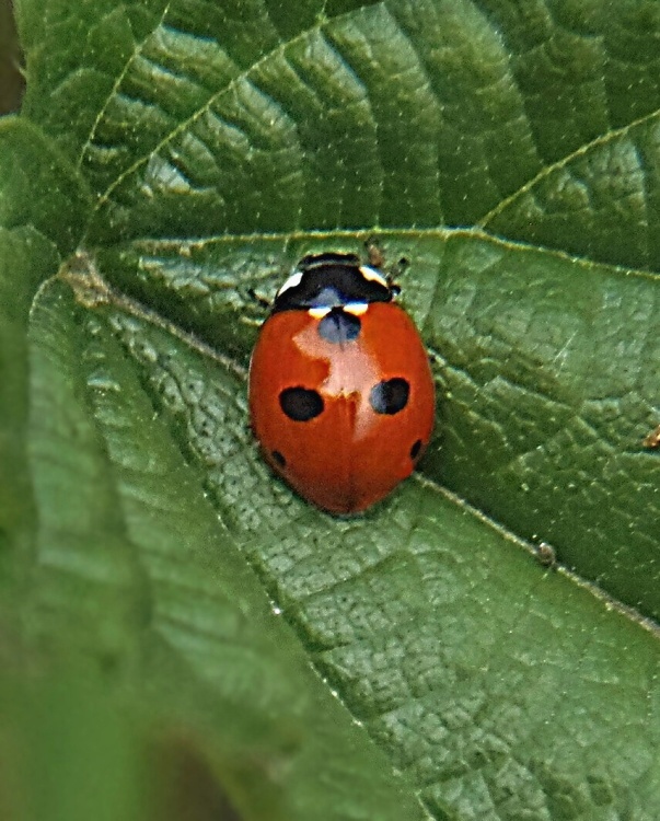 lienka päťbodková Coccinella quinquepunctata