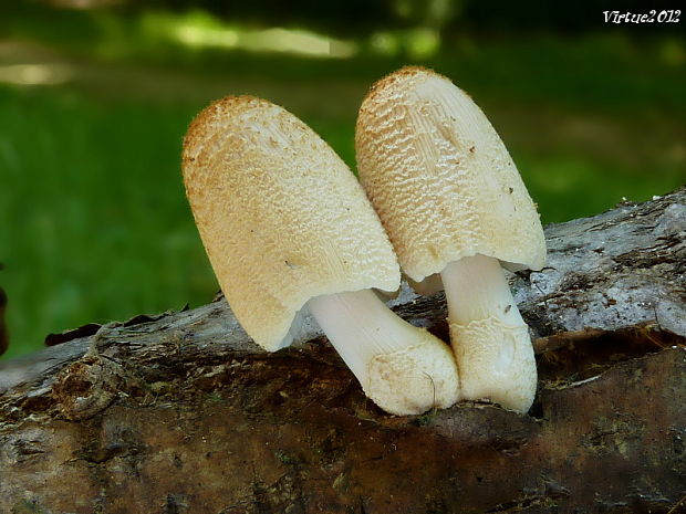 hnojník Coprinellus sp.