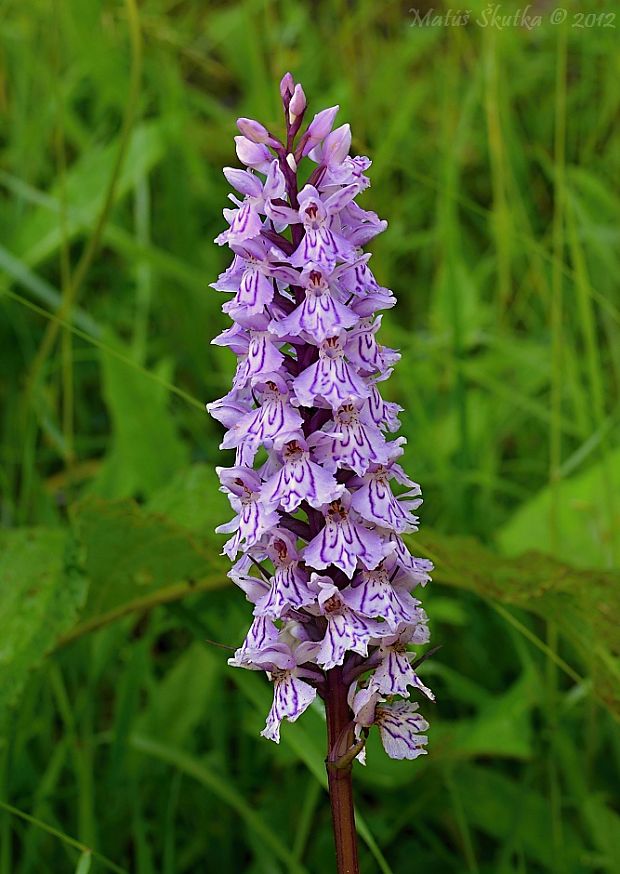 vstavačovec fuchsov pravý Dactylorhiza fuchsii subsp. fuchsii (Druce) Soó