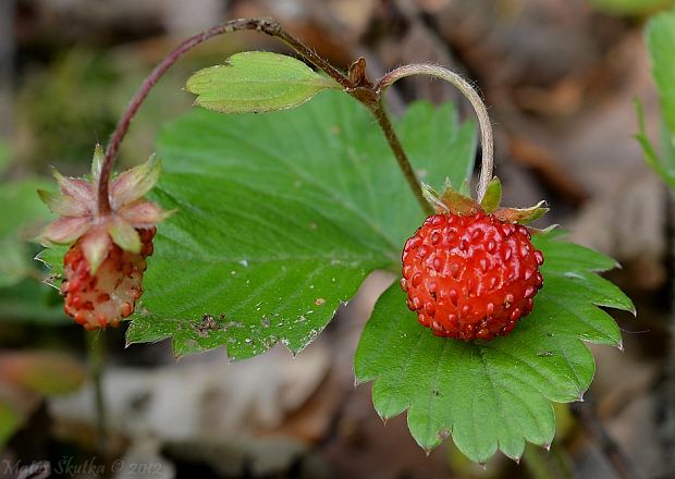 jahoda obyčajná Fragaria vesca L.