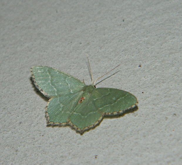 piadivka letná  Hemithea aestivaria