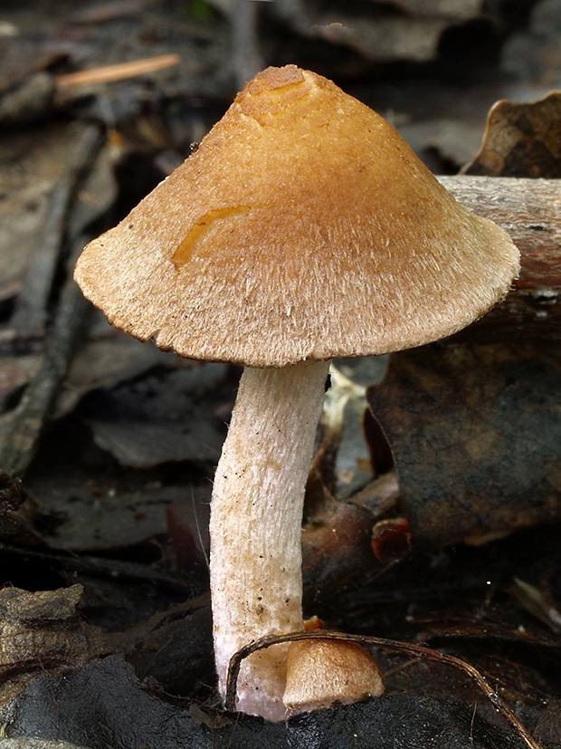 vláknica Inocybe sp.