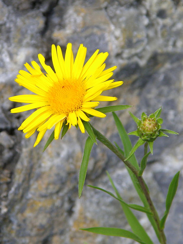 oman mečolistý Inula ensifolia L.