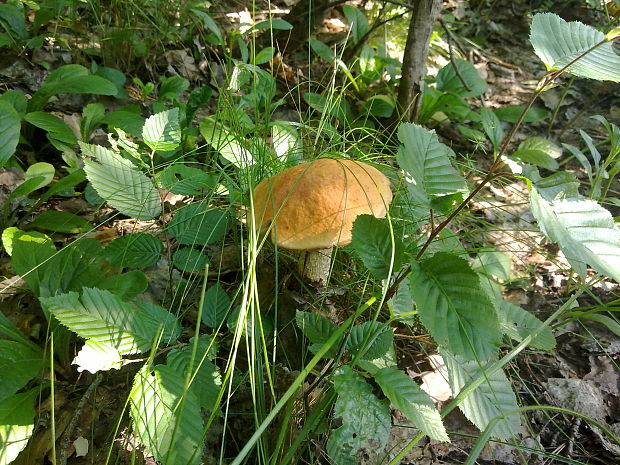 kozák osikový Leccinum albostipitatum den Bakker & Noordel.