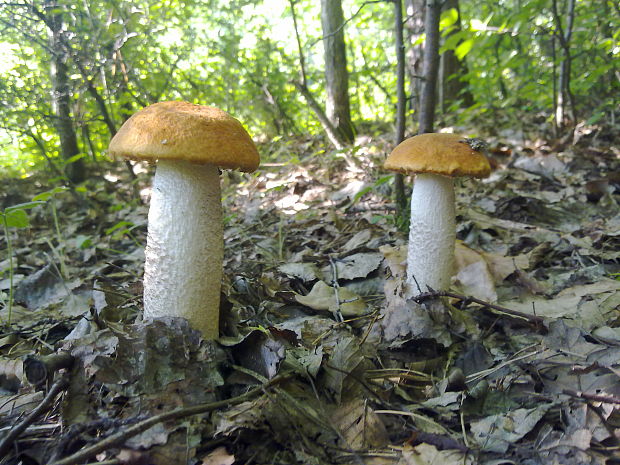 kozák osikový Leccinum albostipitatum den Bakker & Noordel.