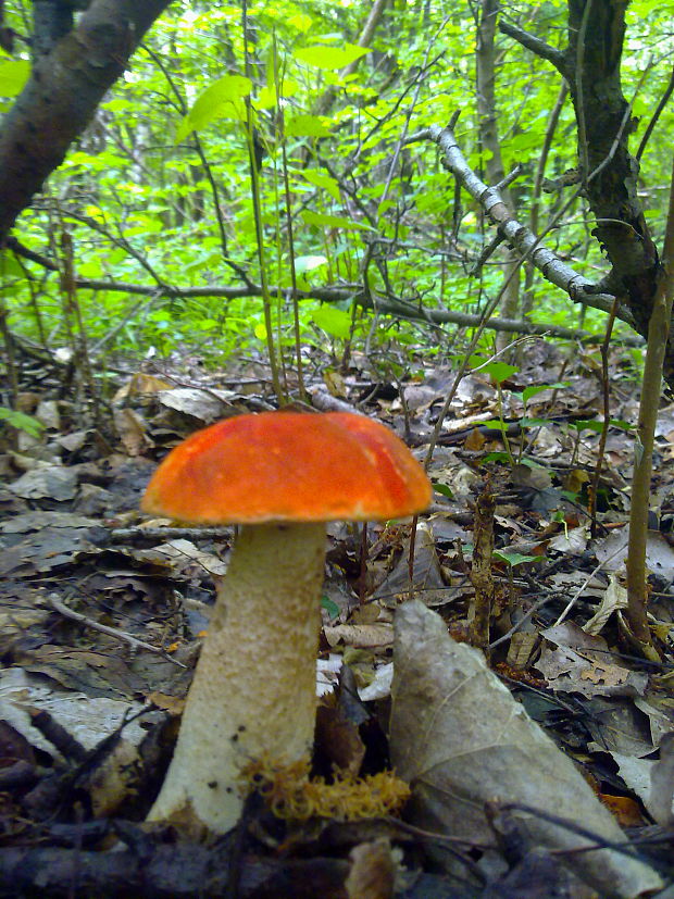 kozák osikový Leccinum albostipitatum den Bakker & Noordel.