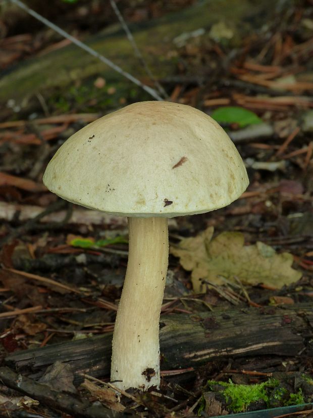 kozák biely Leccinum holopus (Rostk.) Watling