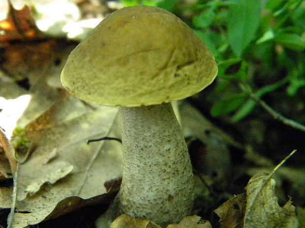 kozák hrabový Leccinum pseudoscabrum (Kallenb.) Šutara